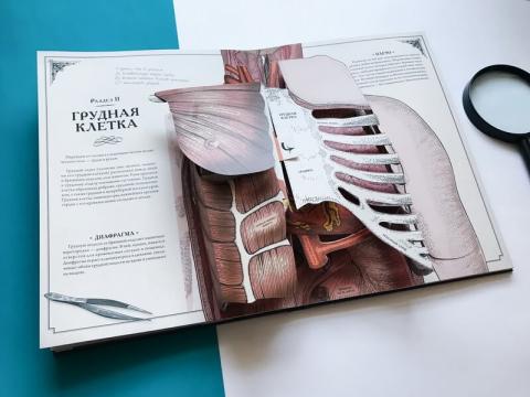 издательство миф анатомия человека. Смотреть фото издательство миф анатомия человека. Смотреть картинку издательство миф анатомия человека. Картинка про издательство миф анатомия человека. Фото издательство миф анатомия человека