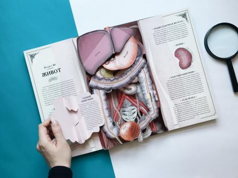 издательство миф анатомия человека. Смотреть фото издательство миф анатомия человека. Смотреть картинку издательство миф анатомия человека. Картинка про издательство миф анатомия человека. Фото издательство миф анатомия человека