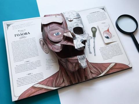 издательство миф анатомия человека. Смотреть фото издательство миф анатомия человека. Смотреть картинку издательство миф анатомия человека. Картинка про издательство миф анатомия человека. Фото издательство миф анатомия человека