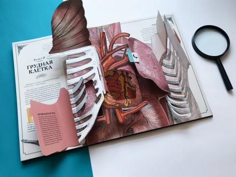 издательство миф анатомия человека. Смотреть фото издательство миф анатомия человека. Смотреть картинку издательство миф анатомия человека. Картинка про издательство миф анатомия человека. Фото издательство миф анатомия человека