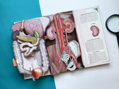 издательство миф анатомия человека. Смотреть фото издательство миф анатомия человека. Смотреть картинку издательство миф анатомия человека. Картинка про издательство миф анатомия человека. Фото издательство миф анатомия человека