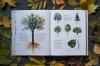 Книга «Мой гербарий. Листья деревьев» - 