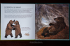 Книга «Животные в природе. Медведь» - 