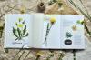 Книга «Мой гербарий. Цветы и травы» - 