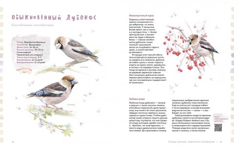 книга птицы в городе приложение
