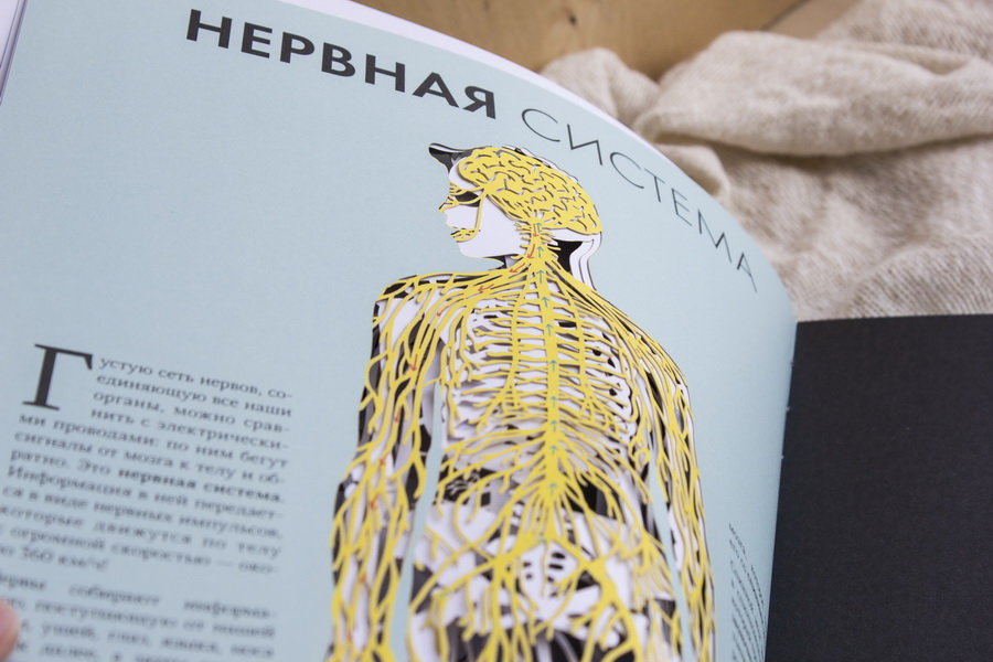 Анатомия (Элен Дрювер) — купить в МИФе