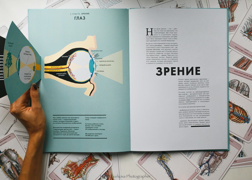 Анатомия (Элен Дрювер) — купить в МИФе