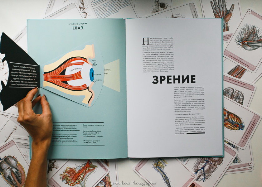Анатомия (Элен Дрювер) — купить в МИФе