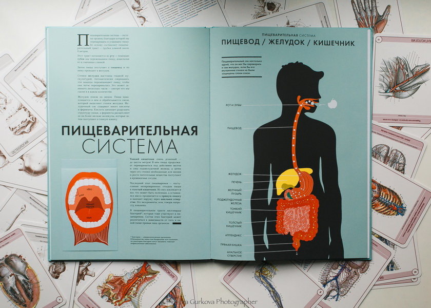 Анатомия (Элен Дрювер) — купить в МИФе