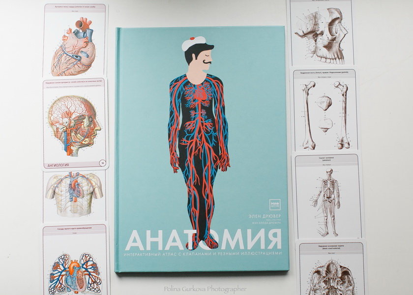Анатомия (Элен Дрювер) — купить в МИФе