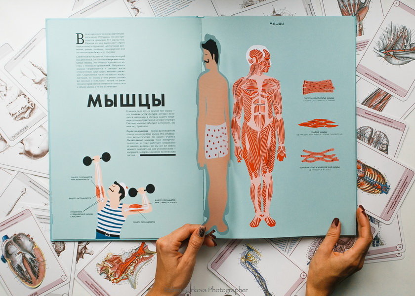 Анатомия (Элен Дрювер) — купить в МИФе