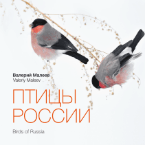 Обложка книги в хорошем качестве