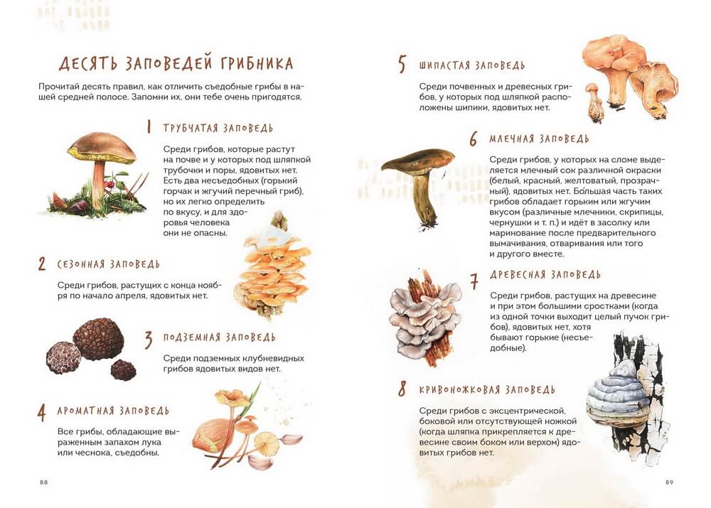 Грибная книга с картинками