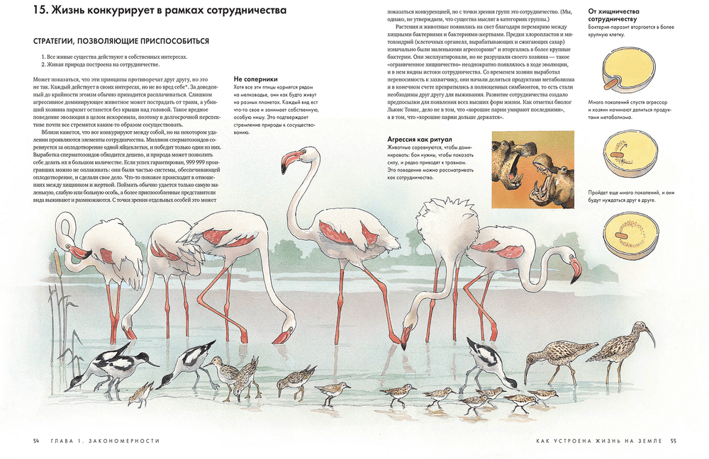 Устраивать жизнь. Как устроена жизнь людей. Книга как устроена жизнь на земле. Как устроена жизнь. Как устроена жизнь на земле.