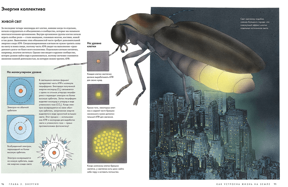 Жизнь на земле энциклопедия. Животные вокруг нас (7773) меловка. Как устроена жизнь. Как устроена жизнь. Как устроена жизнь на земле | додсон берт, хогланд малон отзывы.