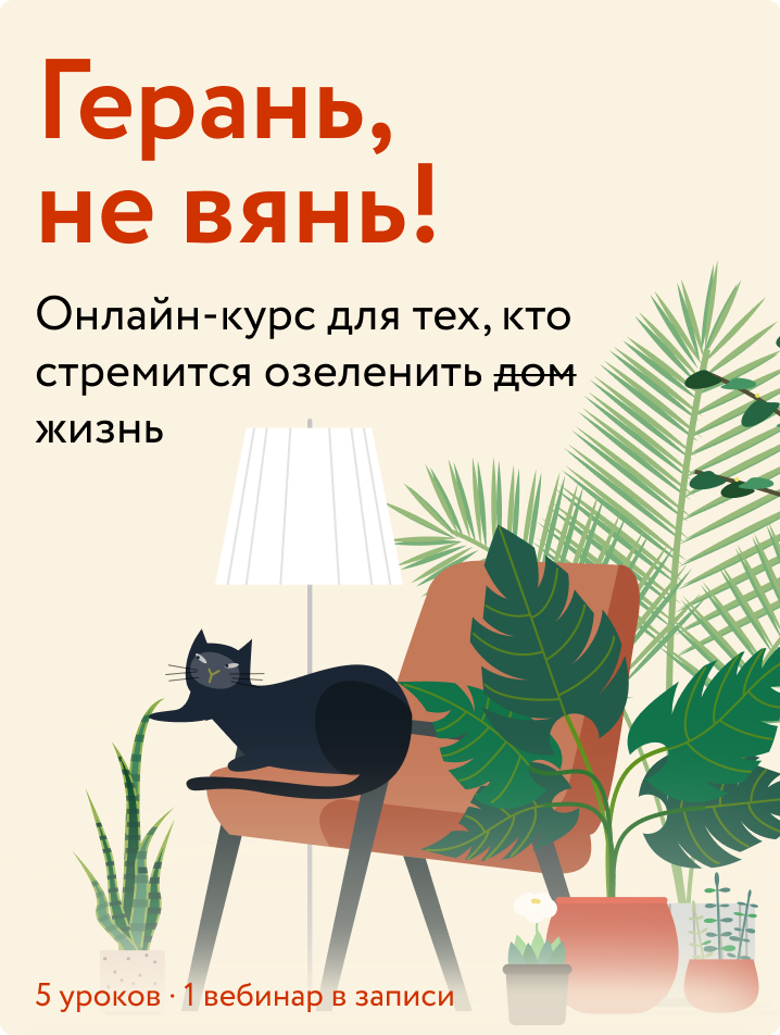 Герань, не вянь!